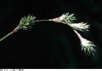 Image of Carex tenera