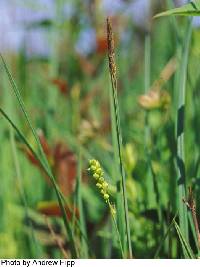 Image of Carex tetanica