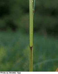 Carex trichocarpa image