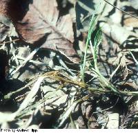 Carex tribuloides var. tribuloides image