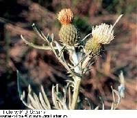 Image of Cirsium pitcheri