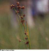 Cladium mariscoides image