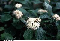 Image of Cornus alternifolia