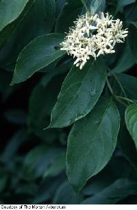 Cornus racemosa image