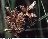 Image of Cyperus diandrus