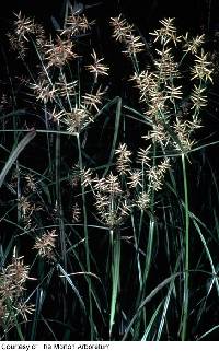 Cyperus esculentus image