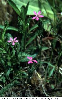 Image of Dianthus armeria
