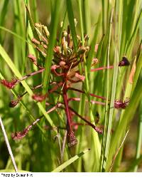 Drosera rotundifolia image