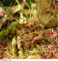 Drosera rotundifolia image