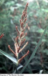 Echinochloa crus-galli image