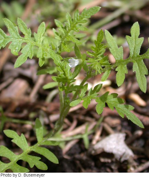 Ellisia nyctelea image