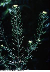 Image of Erysimum cheiranthoides