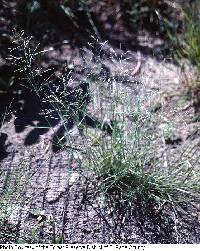 Eragrostis pectinacea image