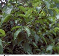 Euonymus atropurpureus image