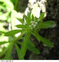 Galium aparine image