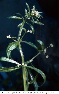 Galium aparine image