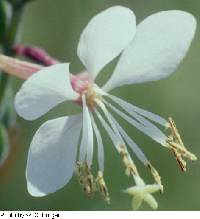 Oenothera gaura image