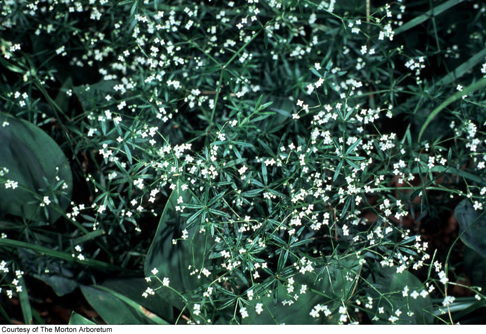 Galium concinnum image