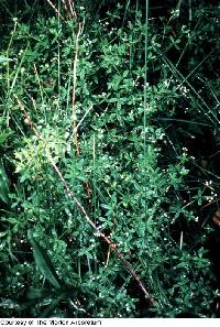 Image of Galium obtusum