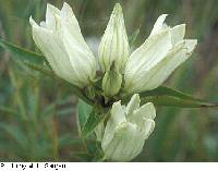 Gentiana alba image