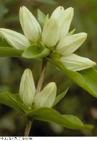 Gentiana alba image