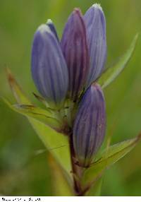 Gentiana andrewsii image