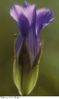 Gentianopsis crinita image