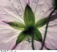 Geranium maculatum image