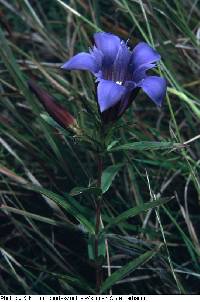 Gentiana puberulenta image