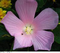 Hibiscus moscheutos subsp. moscheutos image