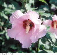 Image of Hibiscus syriacus