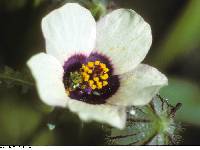 Hibiscus trionum image