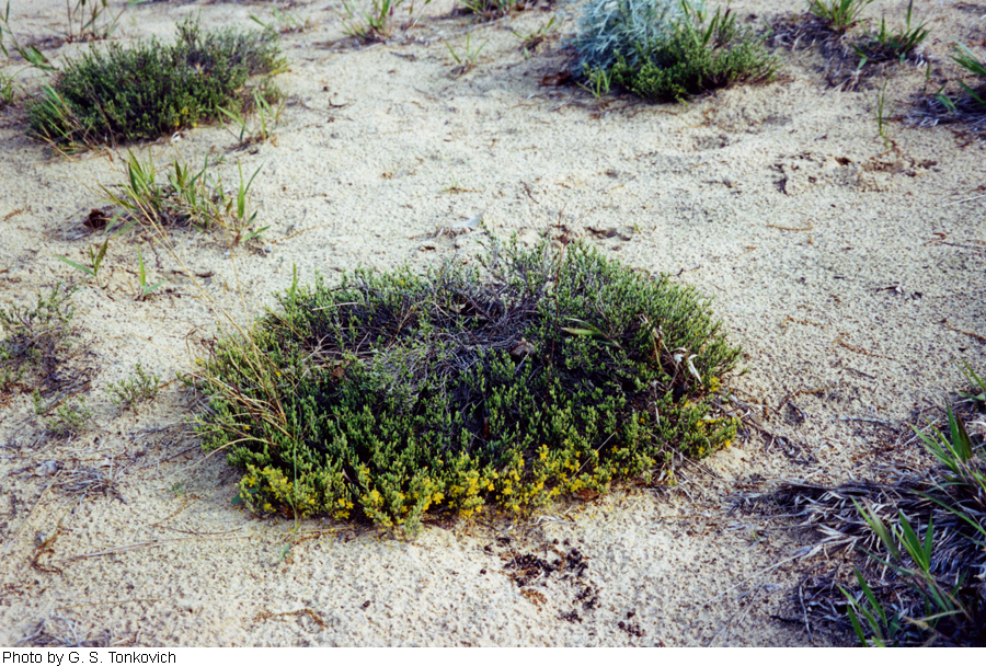 Hudsonia tomentosa image