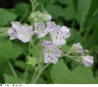 Image of Hydrophyllum appendiculatum