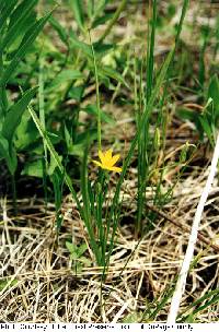 Hypoxis hirsuta image