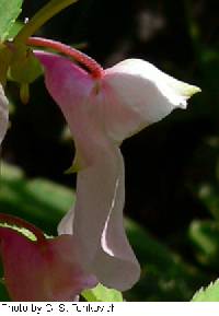 Impatiens balsamina image