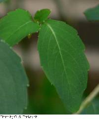 Impatiens capensis image