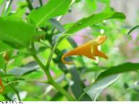 Impatiens capensis image