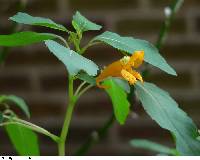 Impatiens capensis image