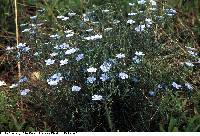 Image of Linum usitatissimum