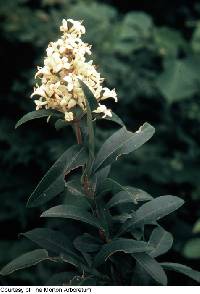 Image of Ligustrum vulgare