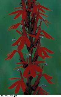 Lobelia cardinalis image