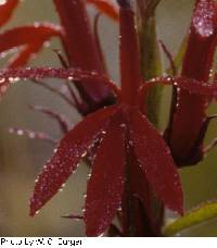 Lobelia cardinalis image