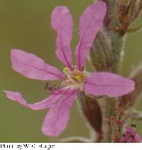 Lythrum salicaria image