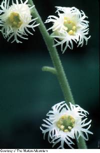 Image of Mitella diphylla