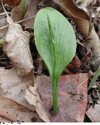 Ophioglossum pusillum image