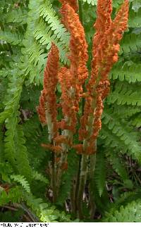 Image of Osmunda cinnamomea