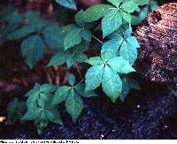 Parthenocissus quinquefolia image