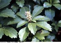 Pachysandra terminalis image