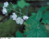 Phacelia bipinnatifida image